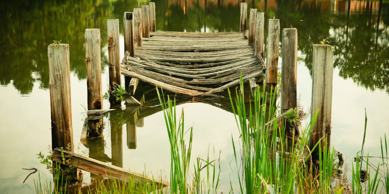 Photo de Pixabay (https://www.pexels.com/fr-fr/@pixabay) sur Pexels (https://www.pexels.com/fr-fr/photo/gros-plan-de-lapin-sur-terrain-247373/)